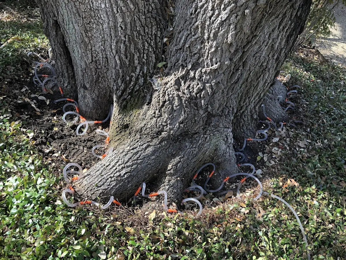 Detailed Tree Cabling and Bracing job site in Dell