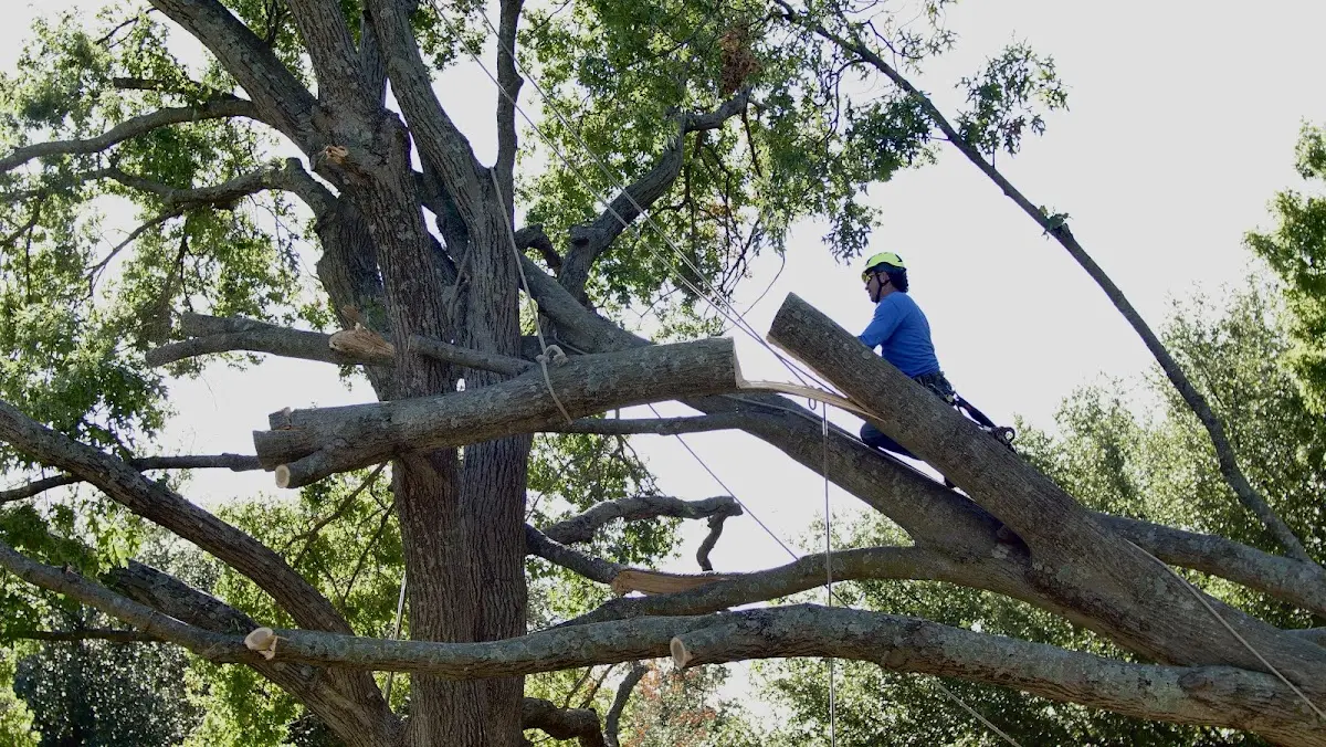 Professional Hazardous Tree Removal performed by certified arborists in Dell