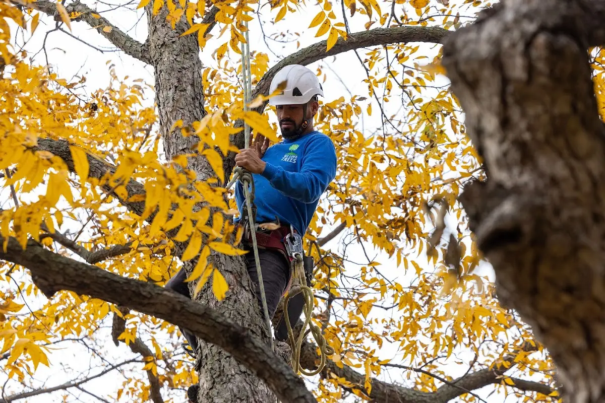 Skilled Tree Transplanting crew working in Dell